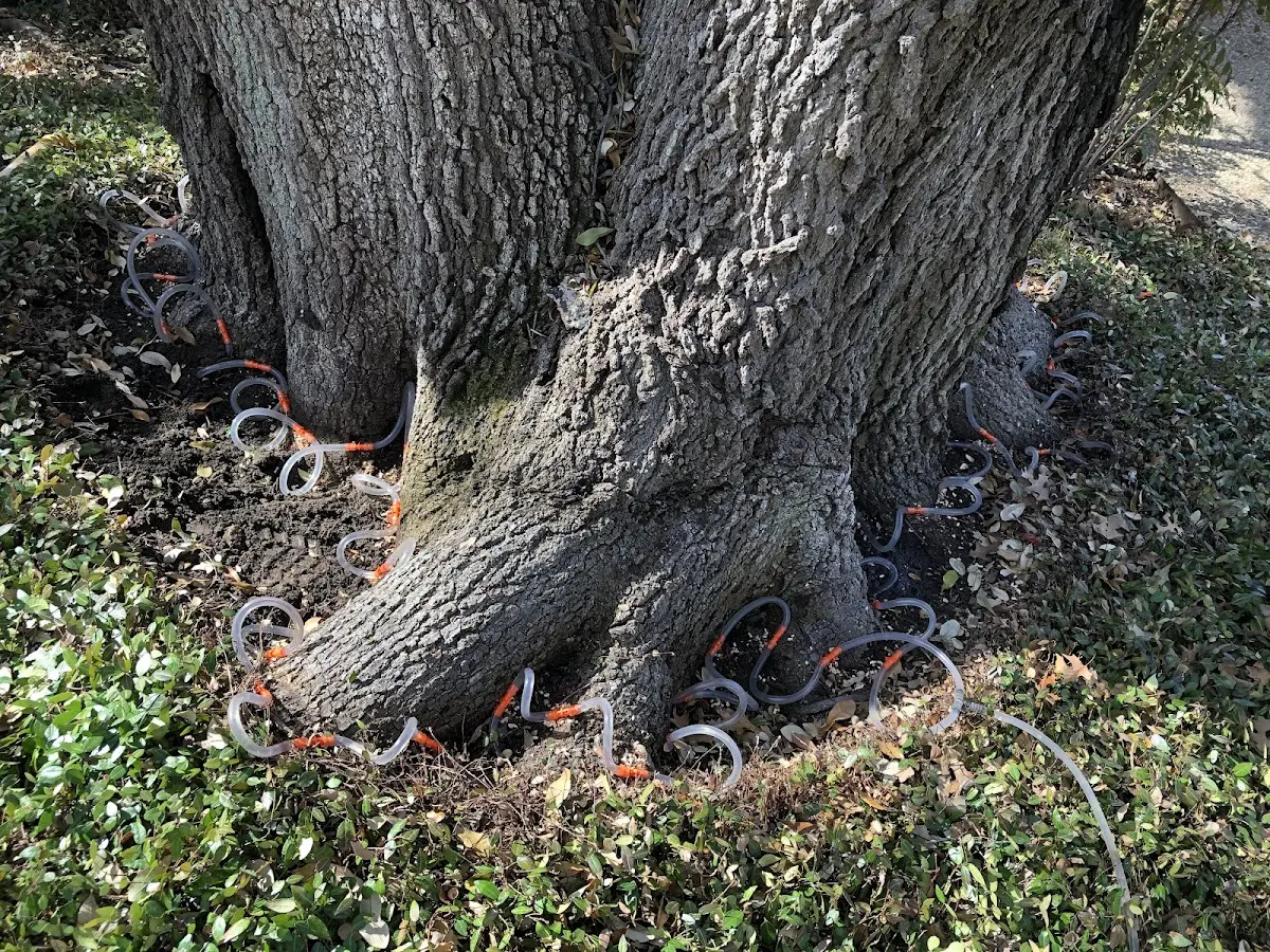 Detailed Tree Cabling and Bracing job site in Rothsay